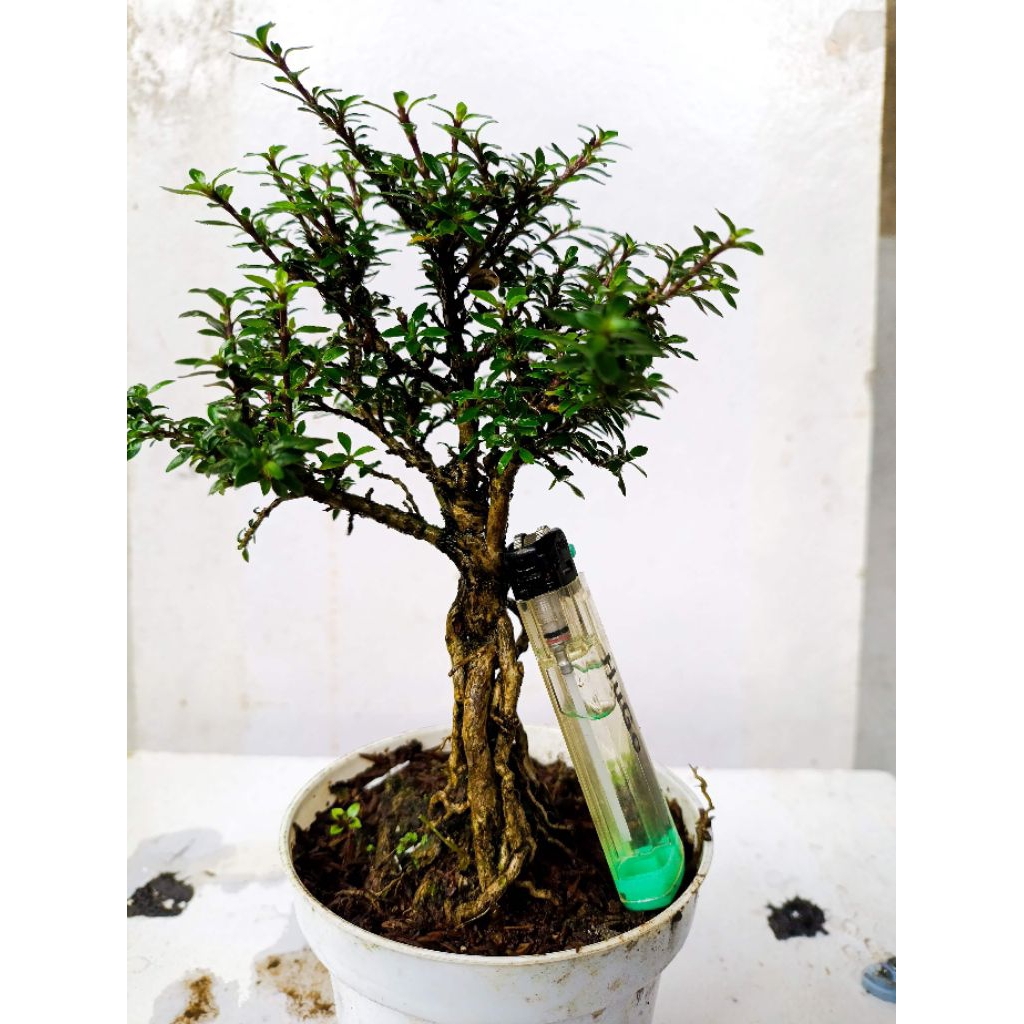 bahan bonsai serissa /seribu bintang karakter