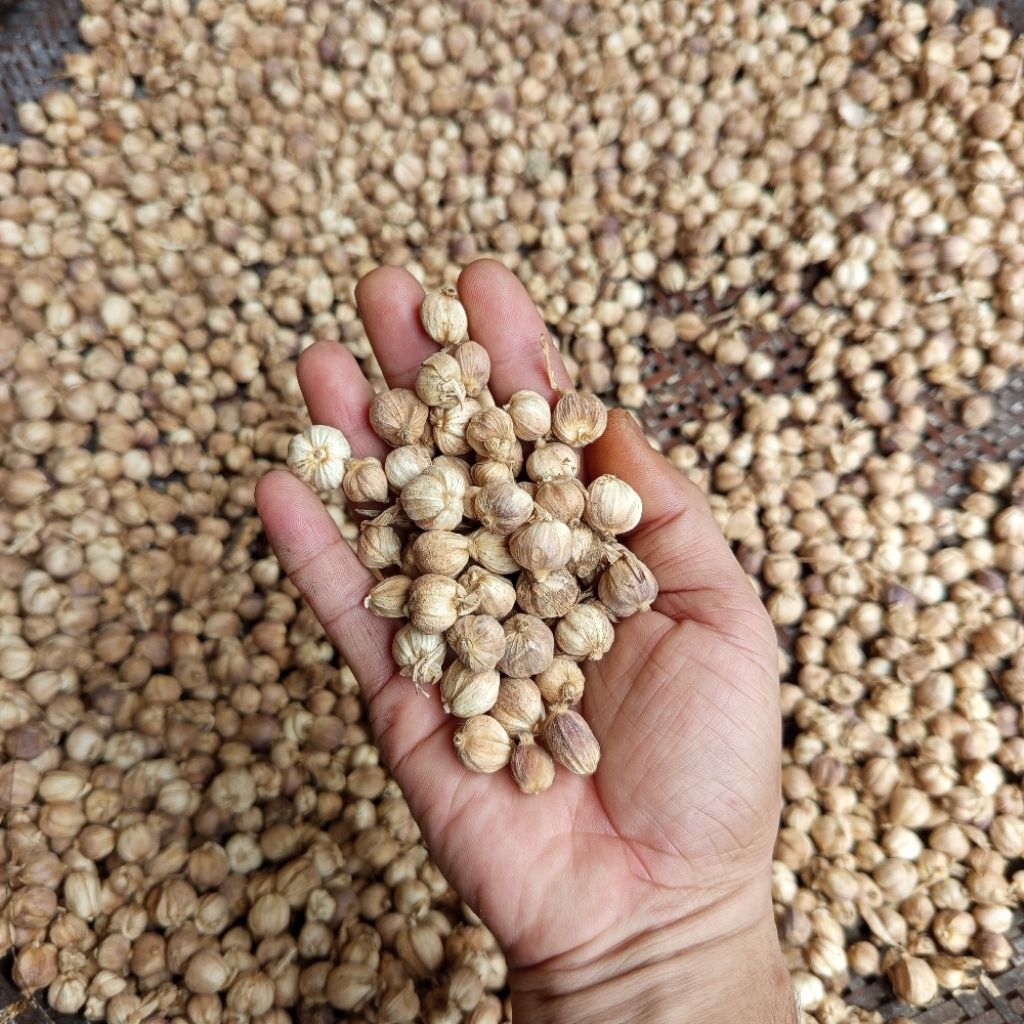 kapulaga kering bresih 250 gram kapulaga jawa