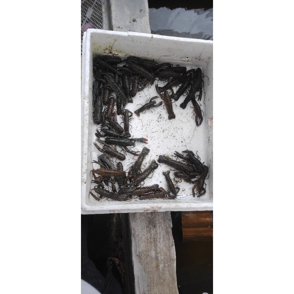 indukan lobster 4 inc