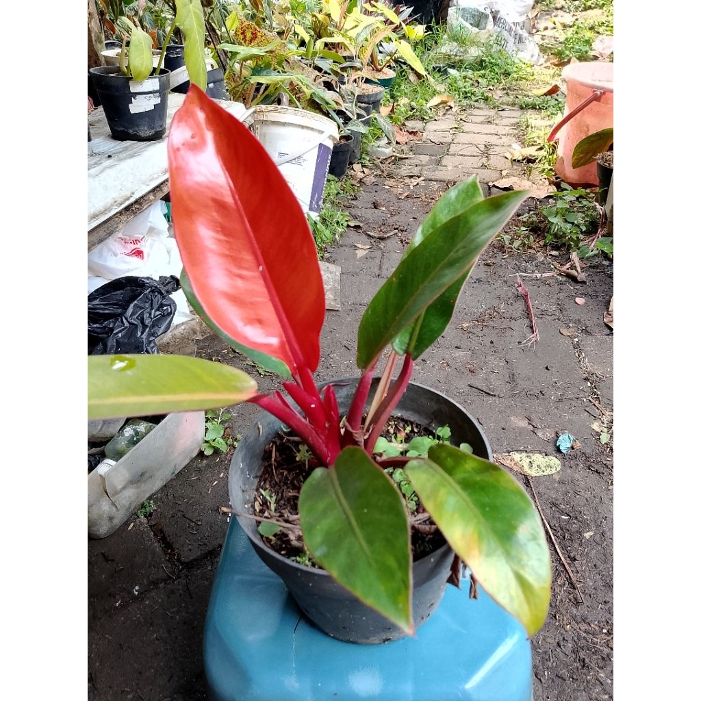 Orange princess murtad