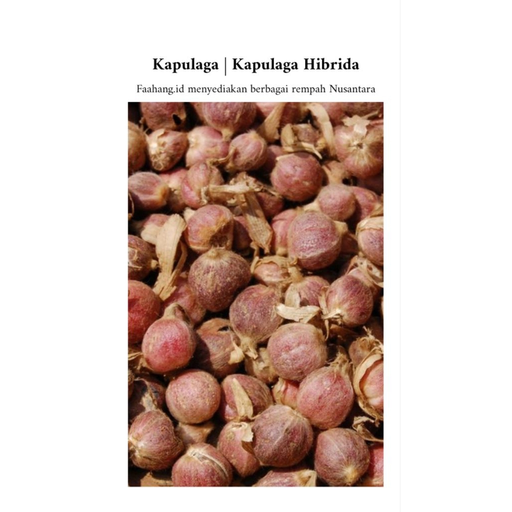 Buah Kapulaga | Kapulaga Hibrida | Kapulaga Jawa | Kapol Basah Berat 1 Kg
