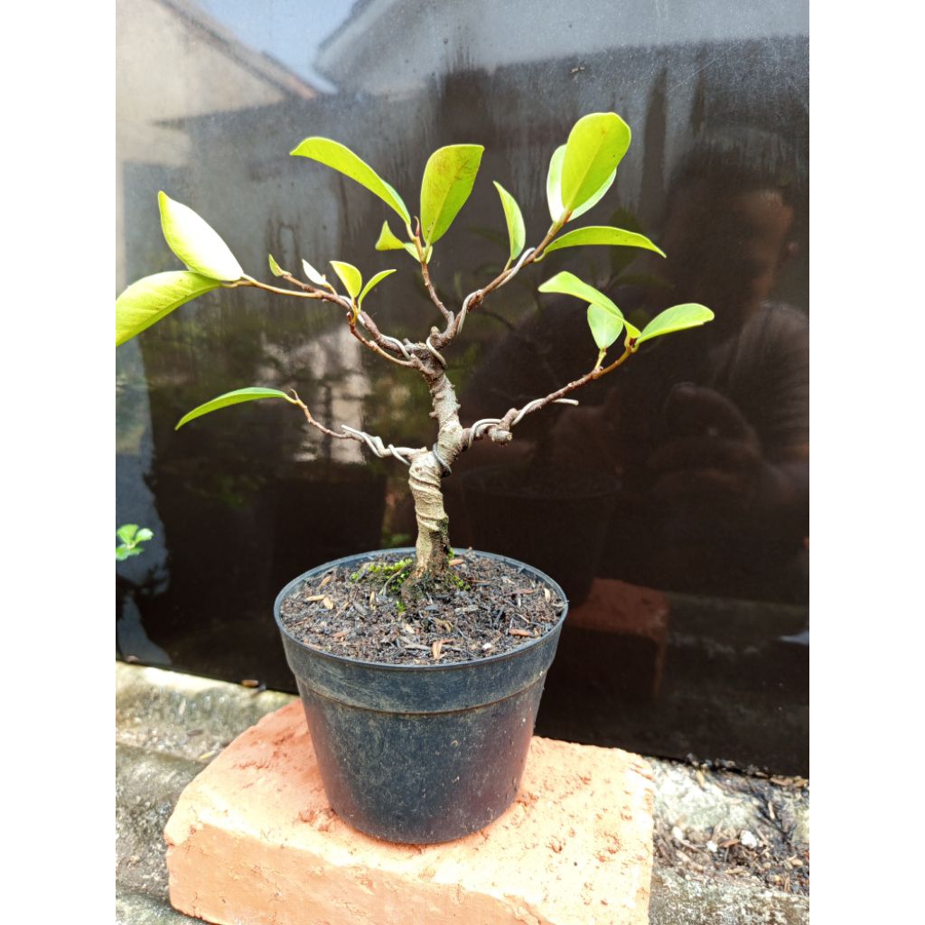 Bahan bonsai beringin iprik