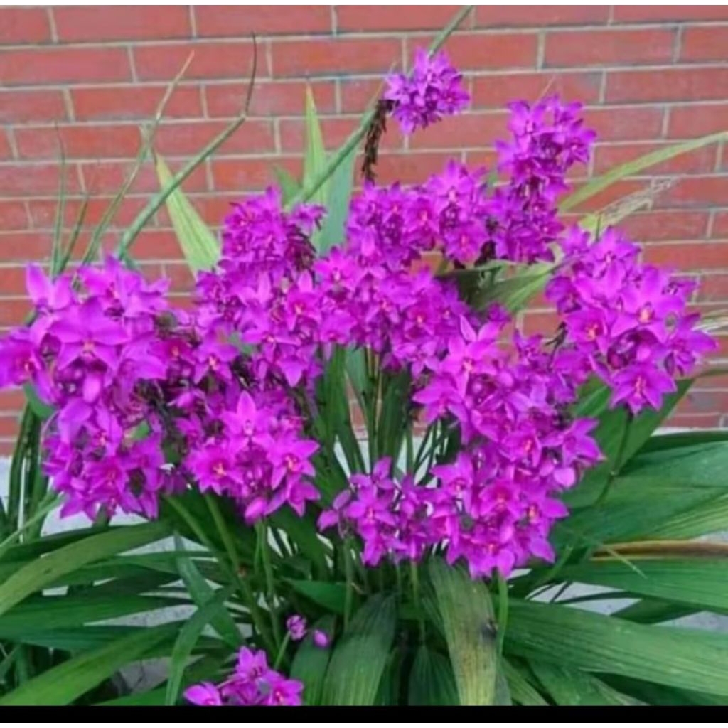 Tanaman Anggrek tanah Ungu anggrek bunga ungu