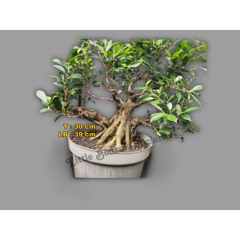 Bonsai Beringin Kimeng / Ficus Kimeng