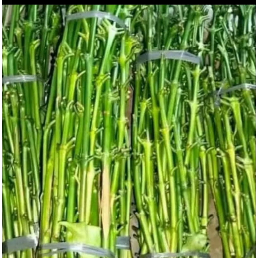 entres kopi berkualitas