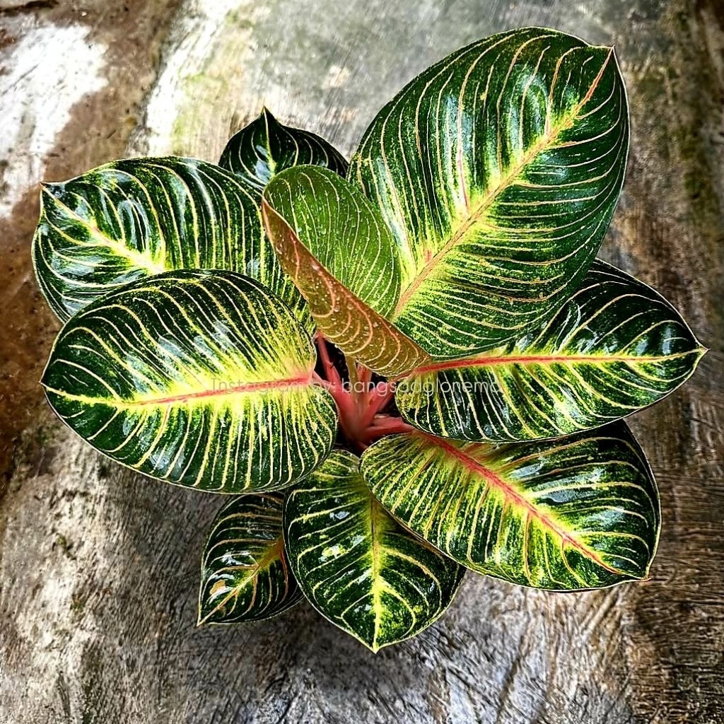 Tanaman Hias Aglonema Ajisaka Serat Emas Bibit Bonggol BERAKAR Bertunas Pasti Tumbuh / Tanaman Hias 