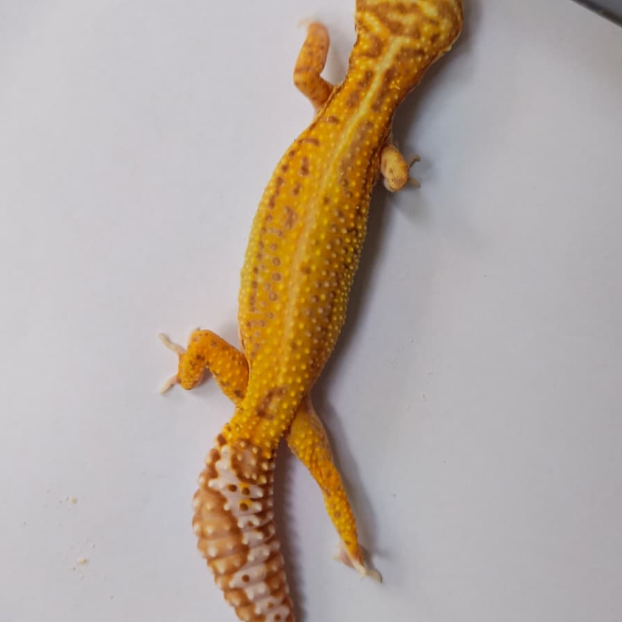 Bell Bold Stripe Gecko (F-112)