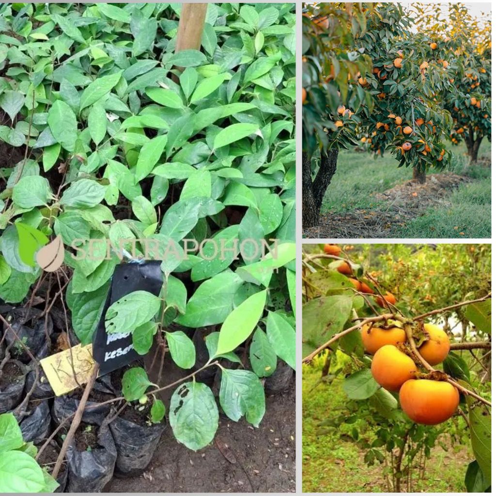 Bibit Kesemek Jumbo Unggul - Cepat Berbuah, Tinggi 50cm, Media Tanah & Kompos