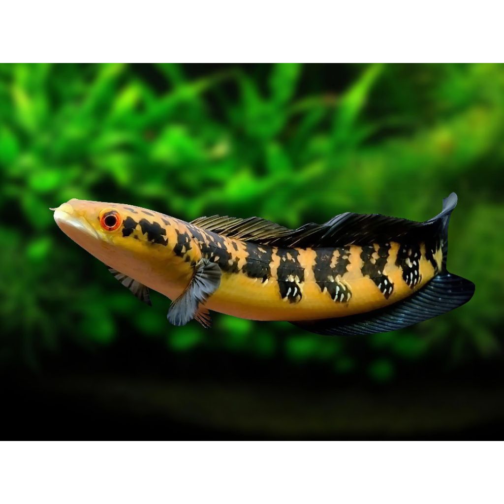HIASAN AQUARIUM BABY CHANA YELLOW SENTARUM BAR TEBAL SIMET GRADE A 100% GARANSI