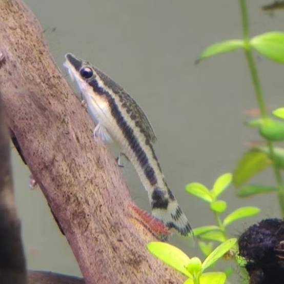 Ornamental Fish Otocinclus