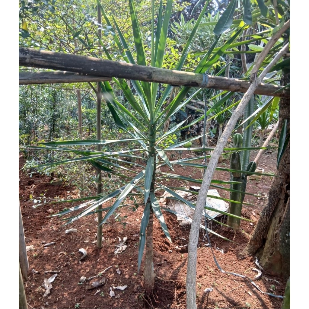 tanaman hias yucca 1 meter