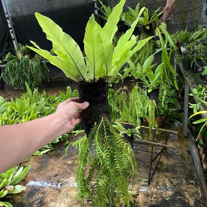 Tanaman Hias Gantung Kumpai Ekor Monyet Dan Kadaka (Huperzia Ekor Monyet)