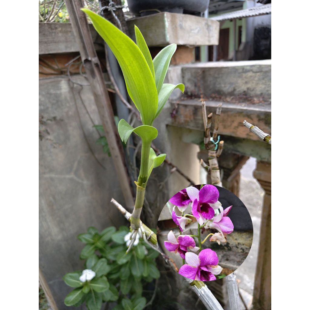 Anggrek dendrobium Larat Dewasa bunga segar