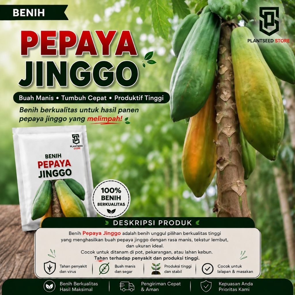 10 Biji Benih Bibit Buah Pepaya Jingga