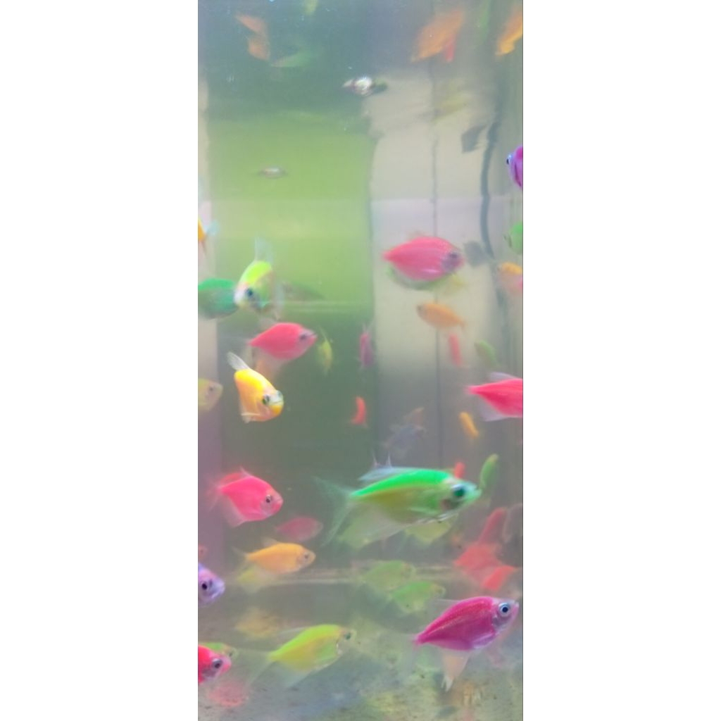 HIASAN AKUARIUM IKAN WARNA-WARNI GLOFISH PAKET MURAH 20 EKOR 50K