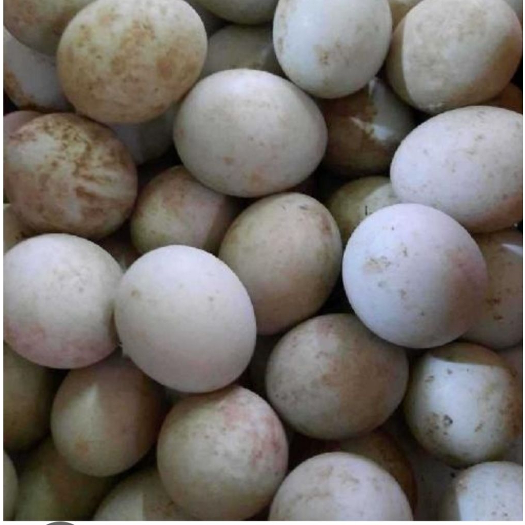 [MENTAH]Telur Bebek / Telok bebek / telor bebek Mentah