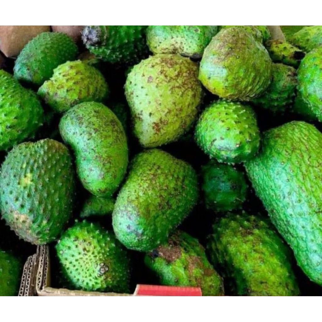 buah sirsak segar sirsak segar pilihan buah sirsak manis segar buah segar bandung