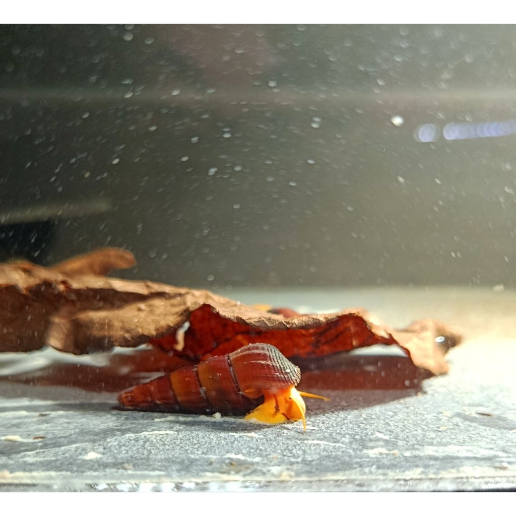 Aquascape Sulawesi Rabbit Snail Orange