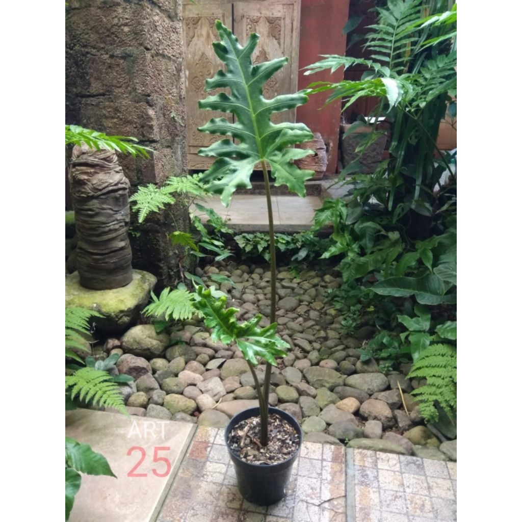 Alocasia 'Porteii' Alokasia Sesuai Foto