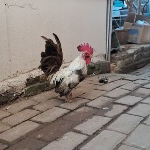 Ayam Kate/Jago Kate/Ayam Hidup/Ayam Hias