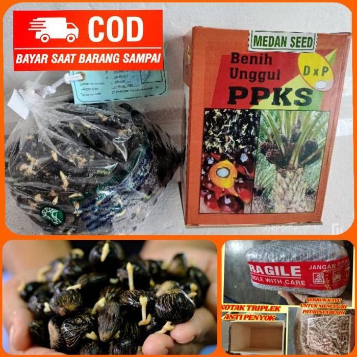 Benih kecambah sawit ppks 540 NG
