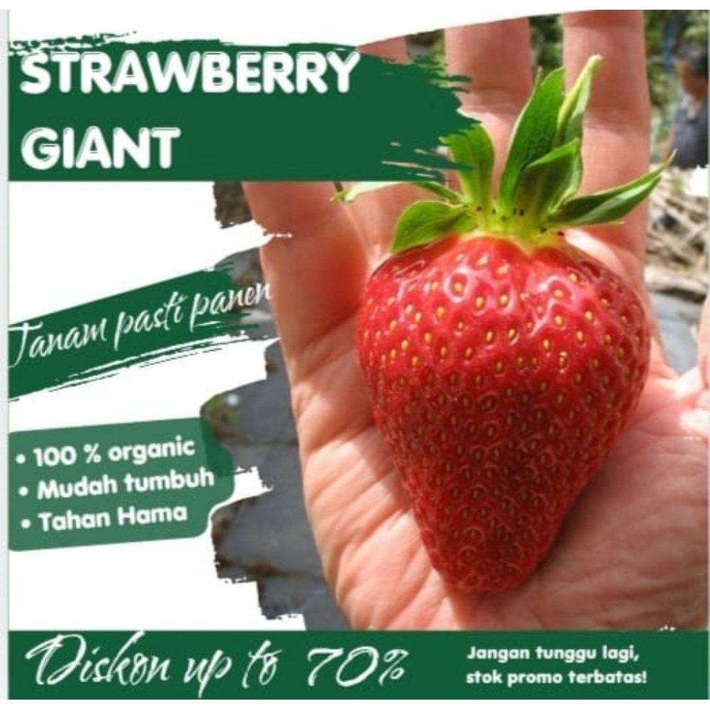 Benih Strawberry Jumbo Bibit Strawberry Giant