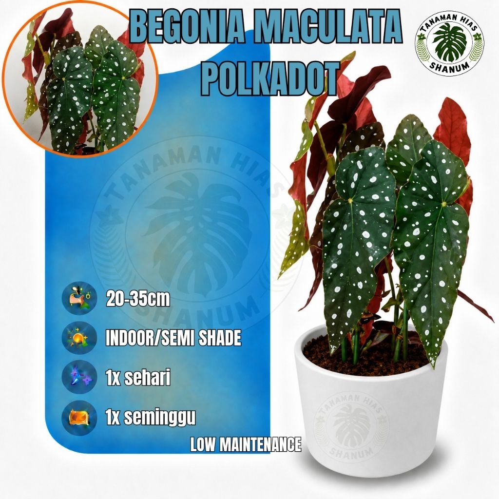 promo MURAH!!! tanaman hias begonia polkadot - tanaman hias begonia maculata - begonia - tanaman beg