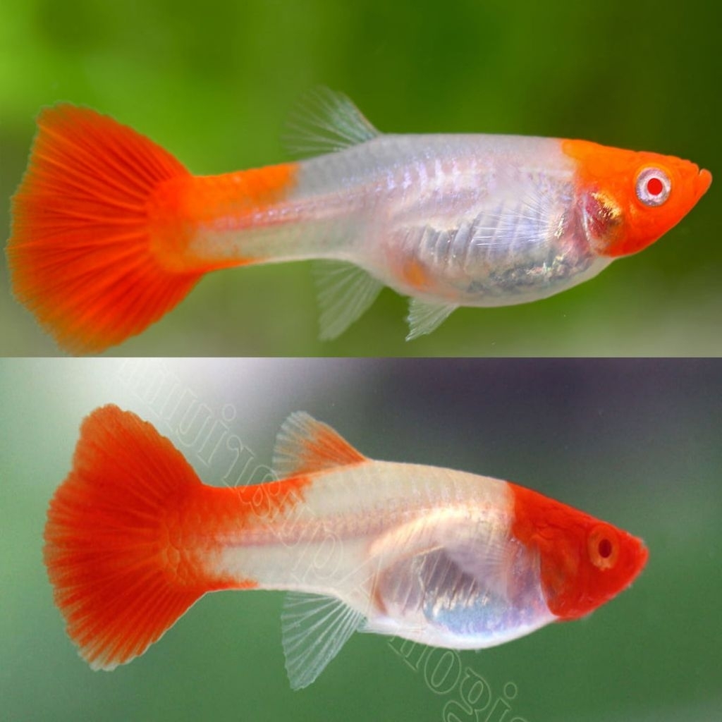 guppy platinum koi/red koi