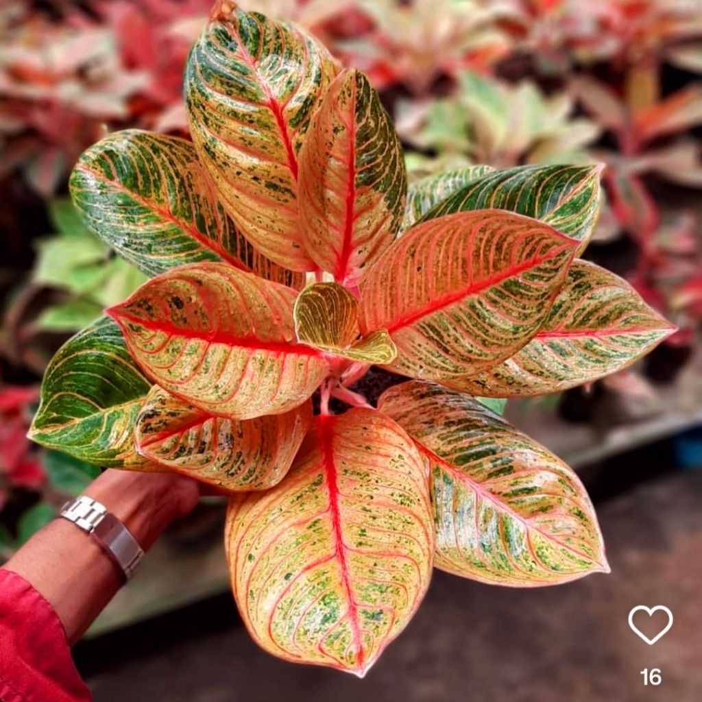 Tanaman Hias Aglonema Golden Krisna Bunga Hias Aglonema Aglaonema Golden Krisna Anakan Murah Merah B
