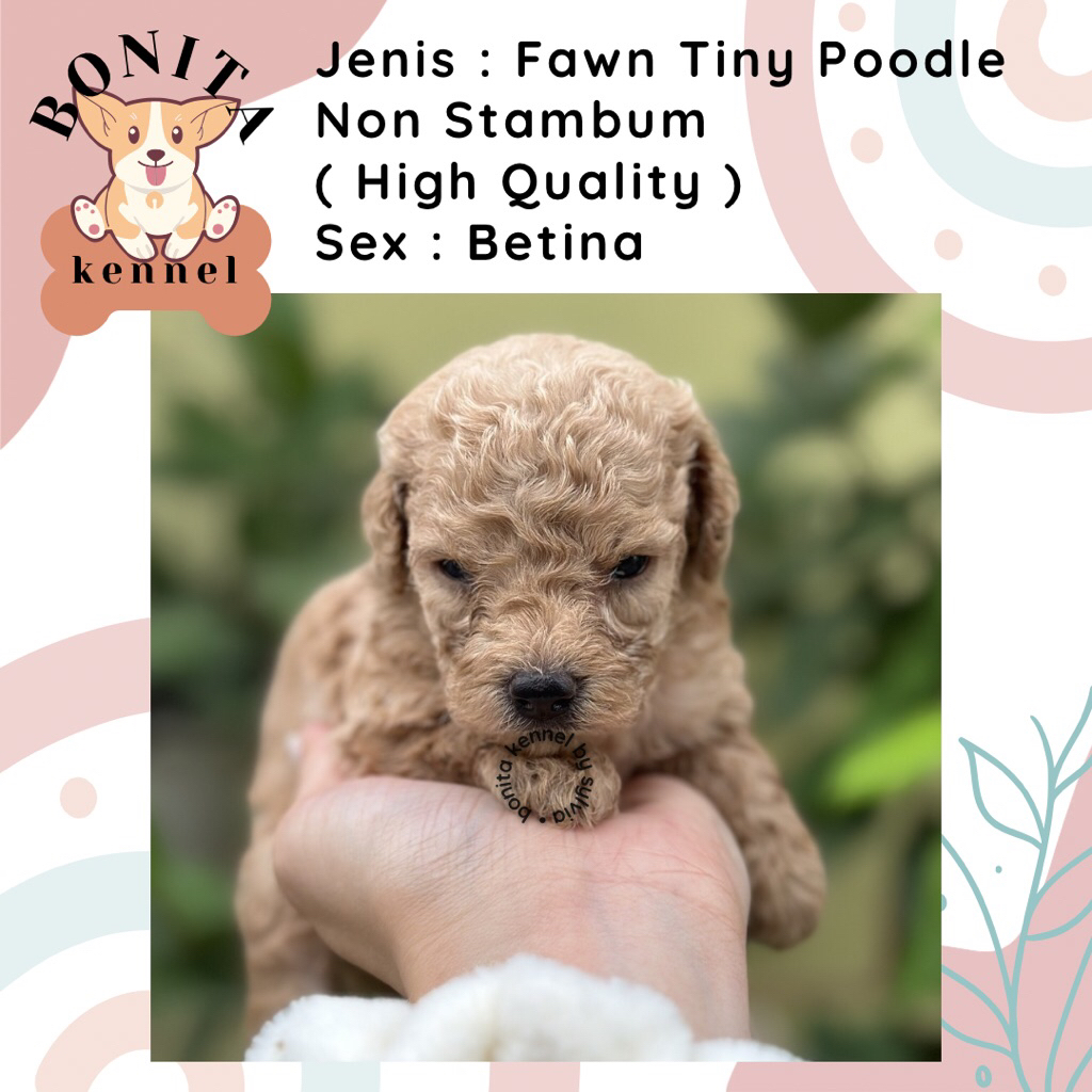 Fawn Phantom Black Toy Poodle Non Stambum Fawn Anak Anjing Poodle Toy Tiny Jantan Betina