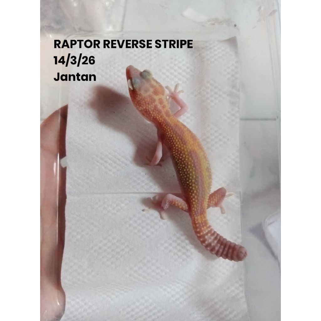 Mainan gecko leopard minus Free Waterdish/Pinset