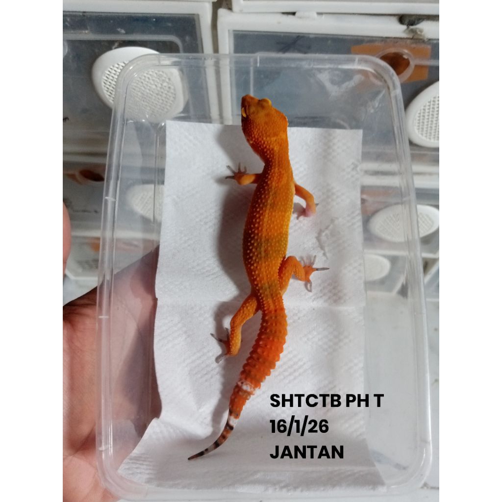 Mainan gecko Leopard dewasa awal Free Waterdish/pinset