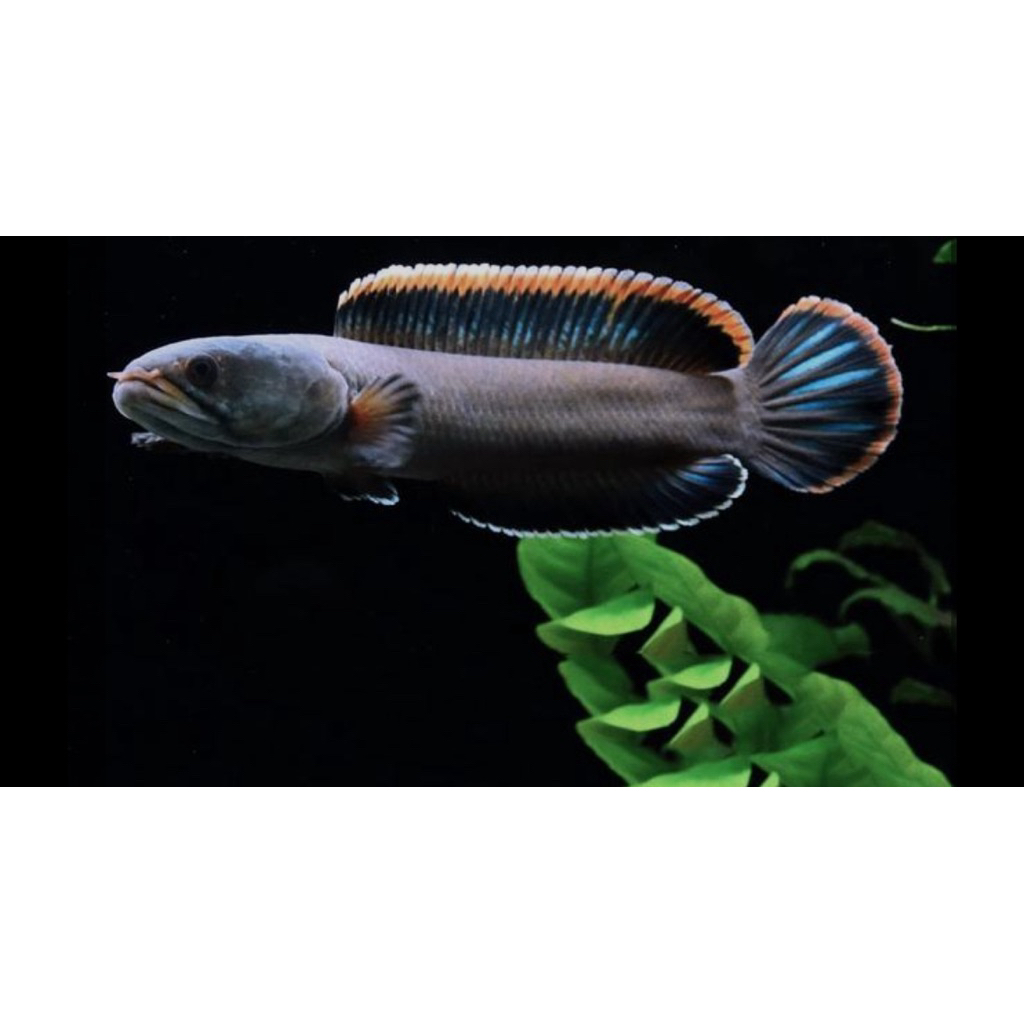 Channa Limbata CB - Rim Merah, Size Baby 3-4cm, Isi 4 Ekor