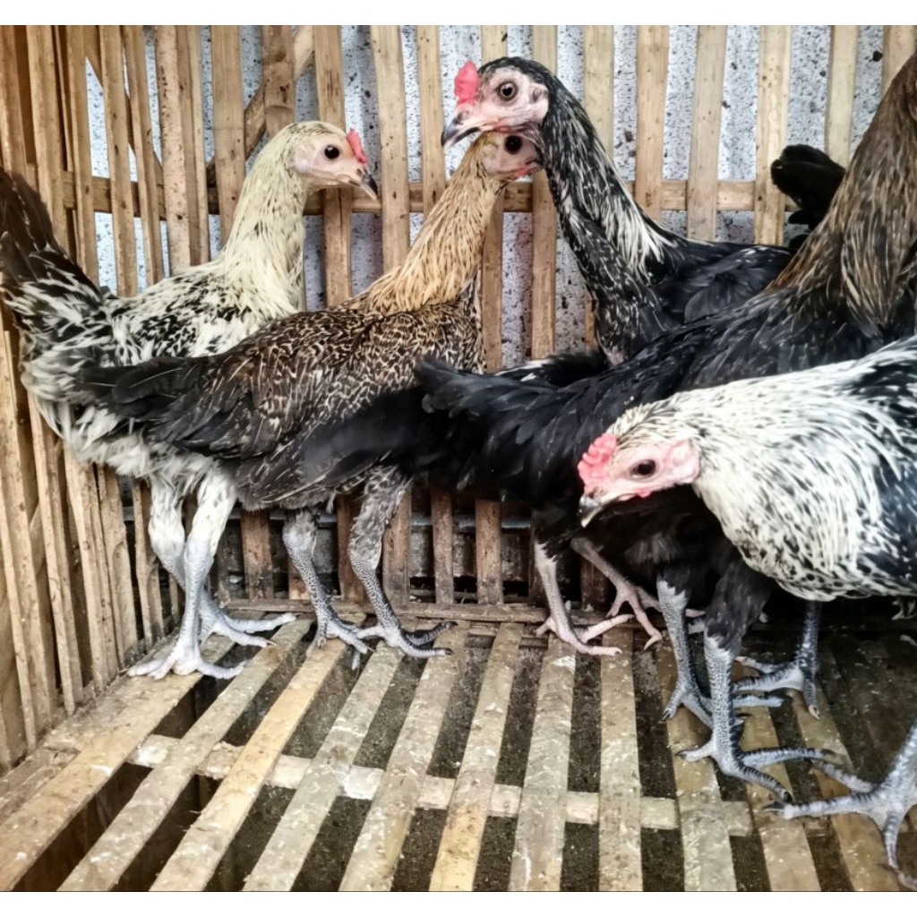 Ayam Laris - Ayam Arab Remaja Jantan Betina