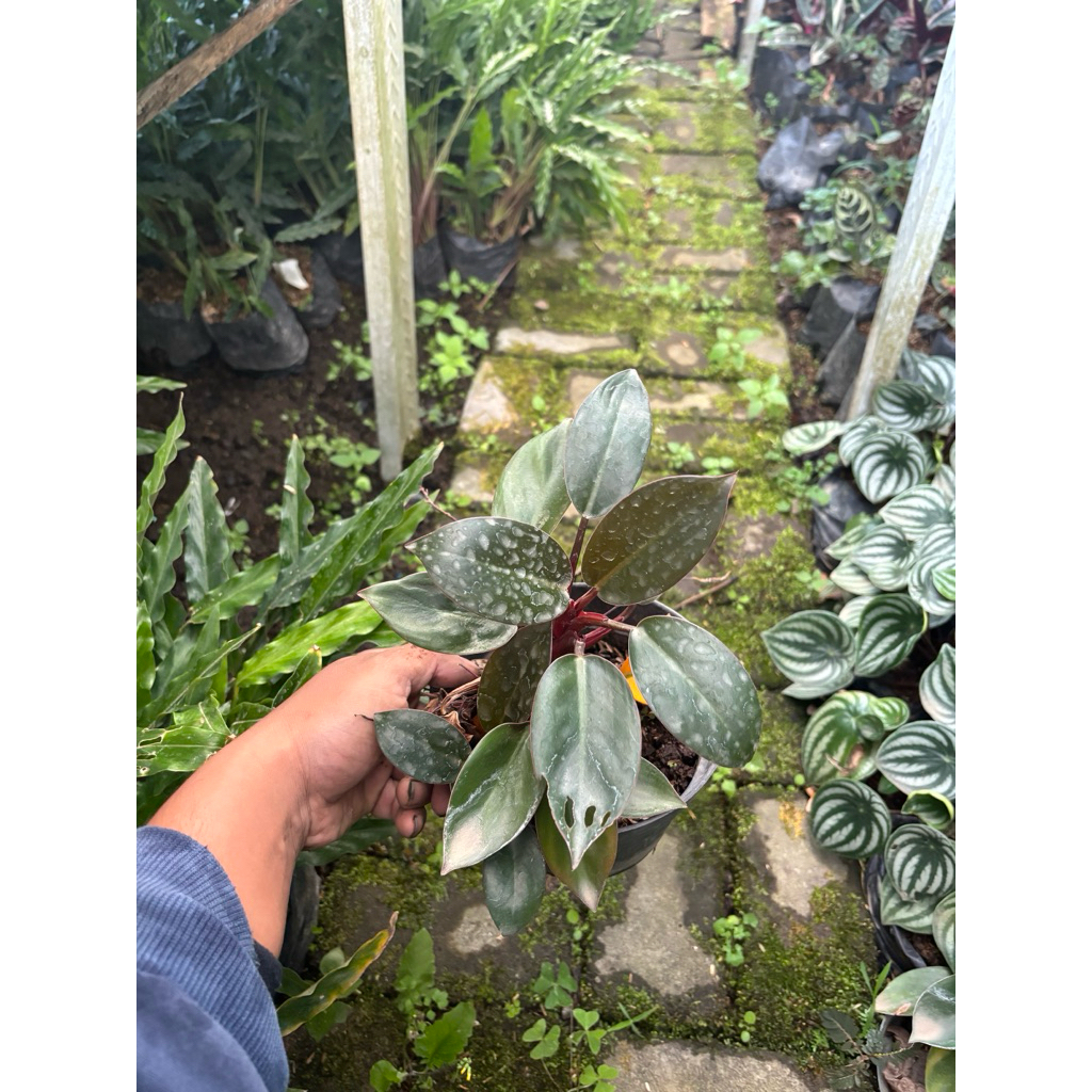Tanaman Hias Phillowdendron Red Congo / Congo Rojo Compacta