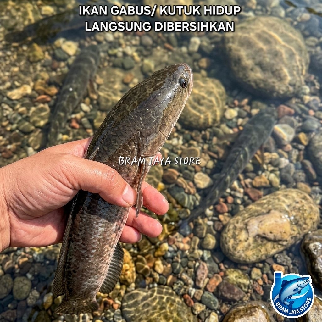 Ikan Gabus Ikan Kutuk Ikan Haruan Fresh Hidup