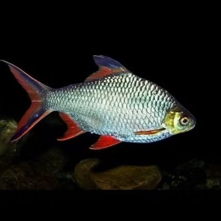 ikan kaviat hijau tangkmate size 2-3 jari sehat