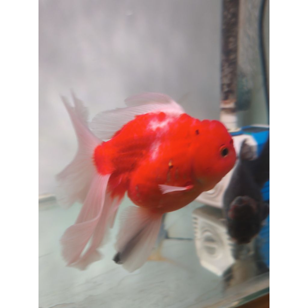 ikan mas koki goldfish