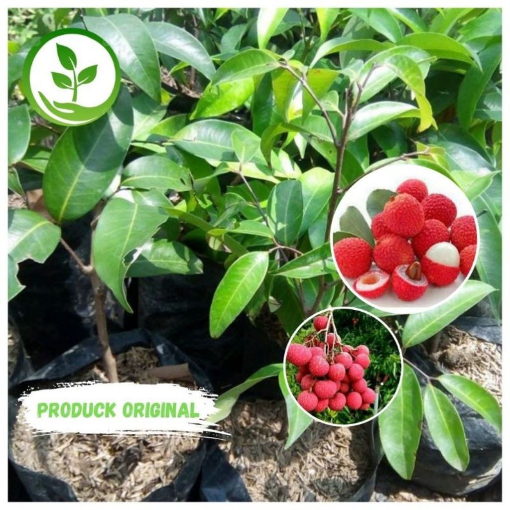 bibit leci merah cangkok | bibit leci merah | cocok untuk bahan tabulampot