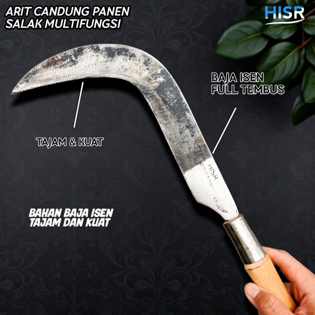 Arit candung baja isen untuk pruning salak atau panen salak tajam dan awet