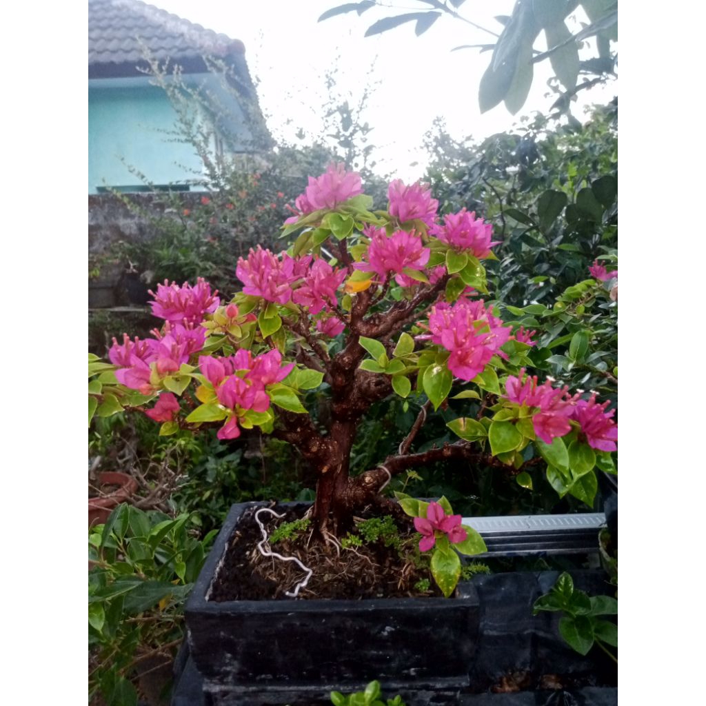 bonsai bugenvil Singapur