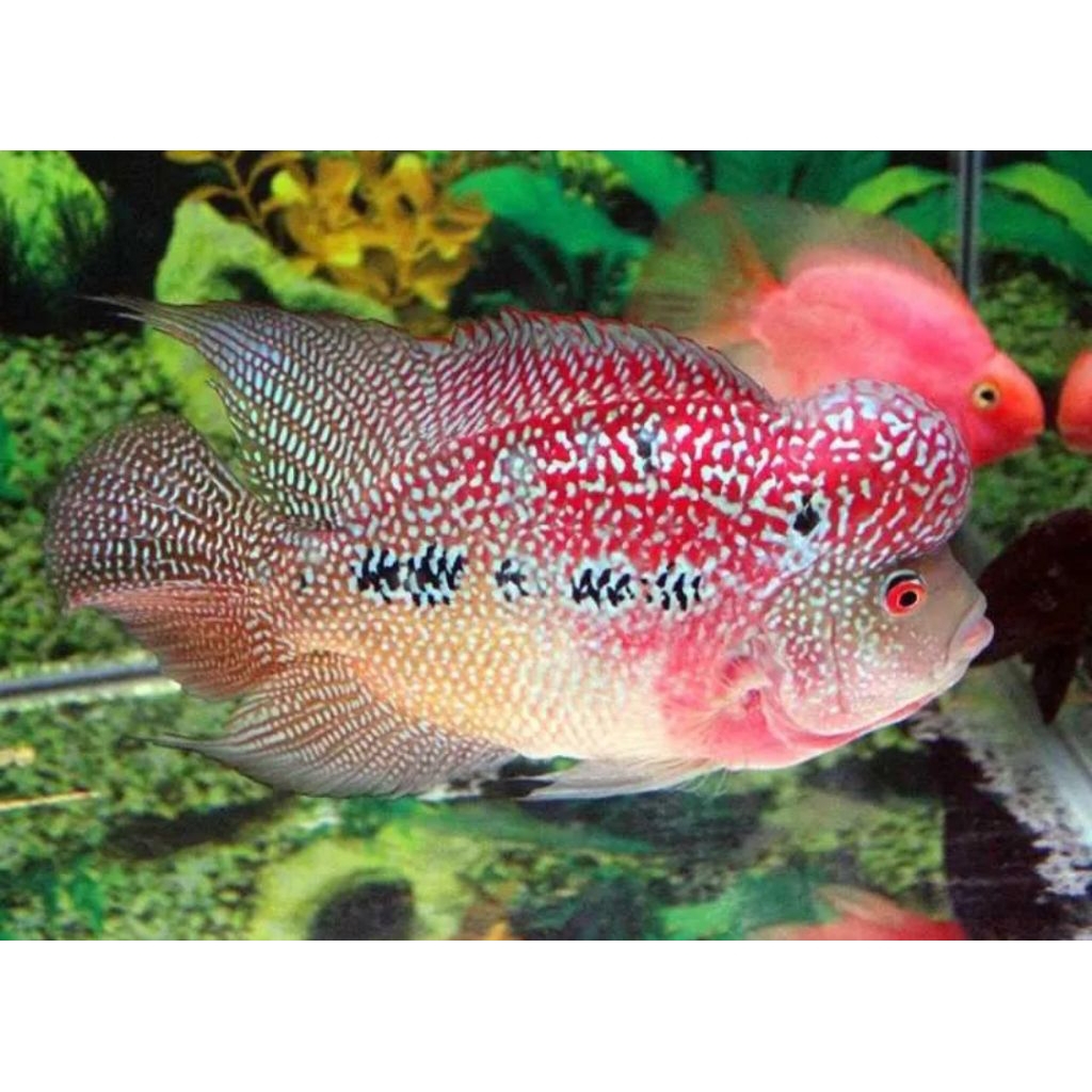 BURAYAK LOHAN CENCU  BAGUS HIASAN AQUARIUM UKUR 2 CM