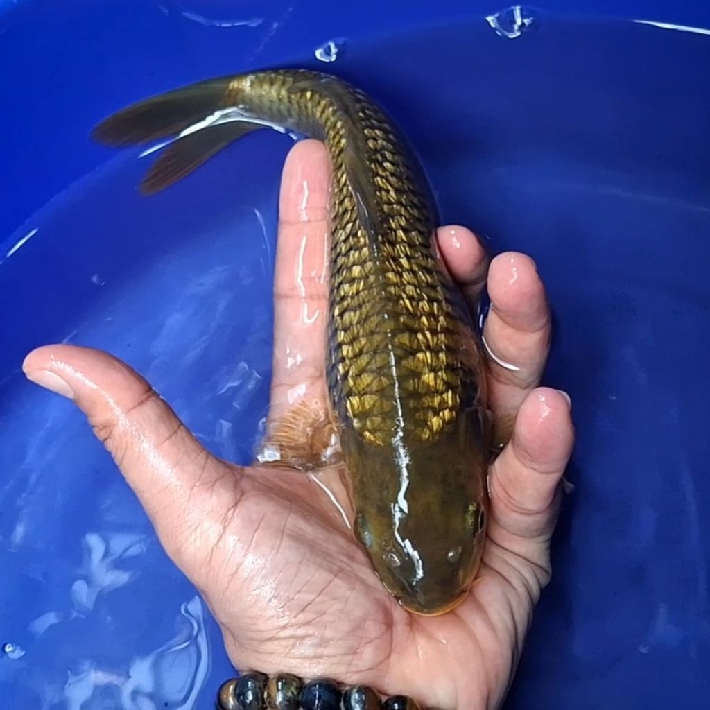 Ikan Koi Blitar Jenis Chagoi Rumah / Koi Jakarta / kode 0013