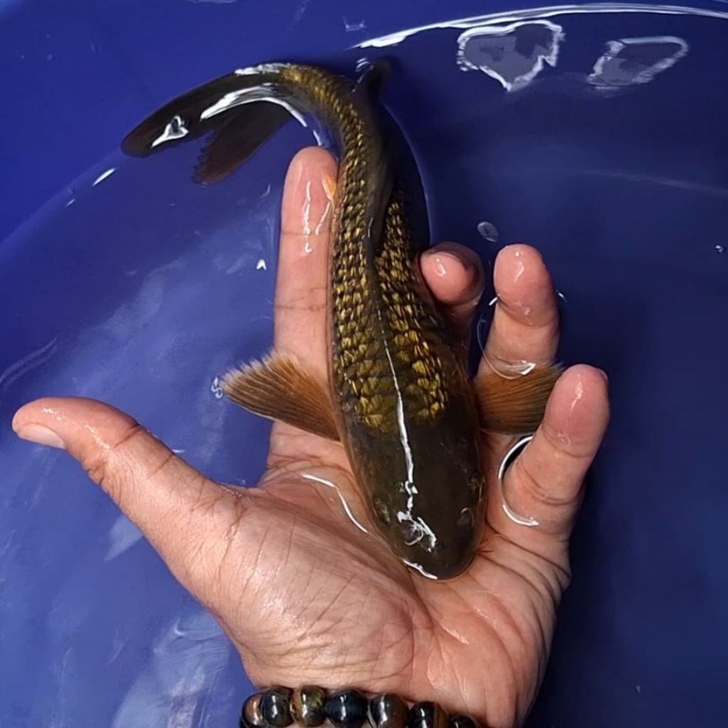 Ikan Koi Blitar Jenis Kumpay, Slayer / Rumah Koi Jakarta / kode 001