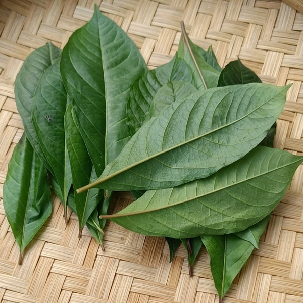 Daun Singawalang Anamu 50 Lembar Obat Herbal Demam Batuk Gatal