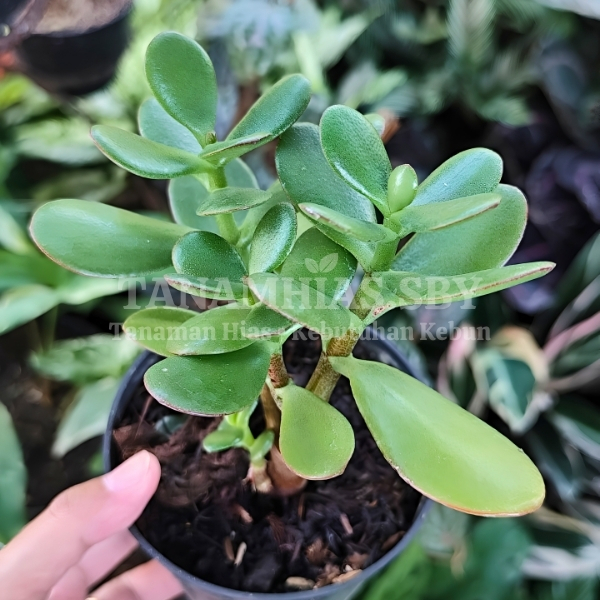 Jual Tanaman Hias Jade Plant Giok Hijau Rimbun | Tanamhias.sby