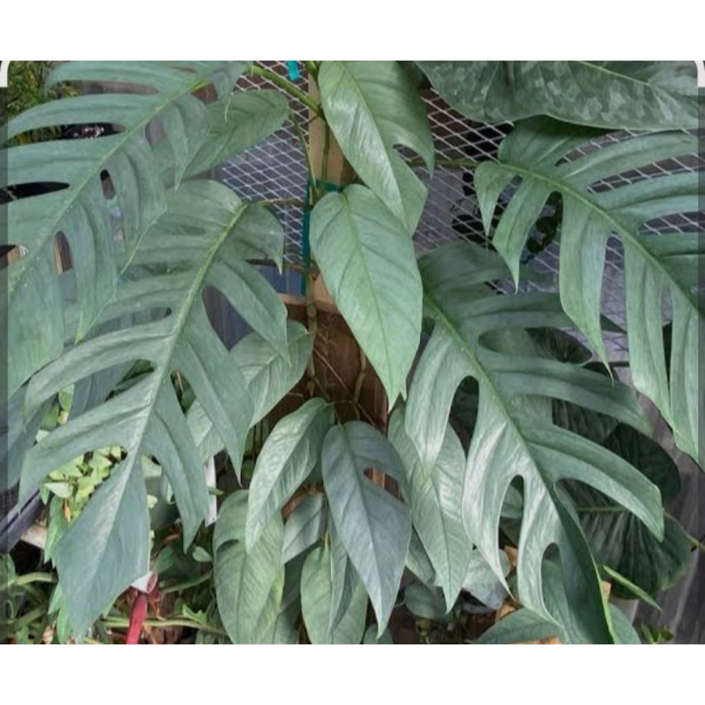Cebu blue Epipremnum pinnatum 'Cebu Blue' 20 batang stek