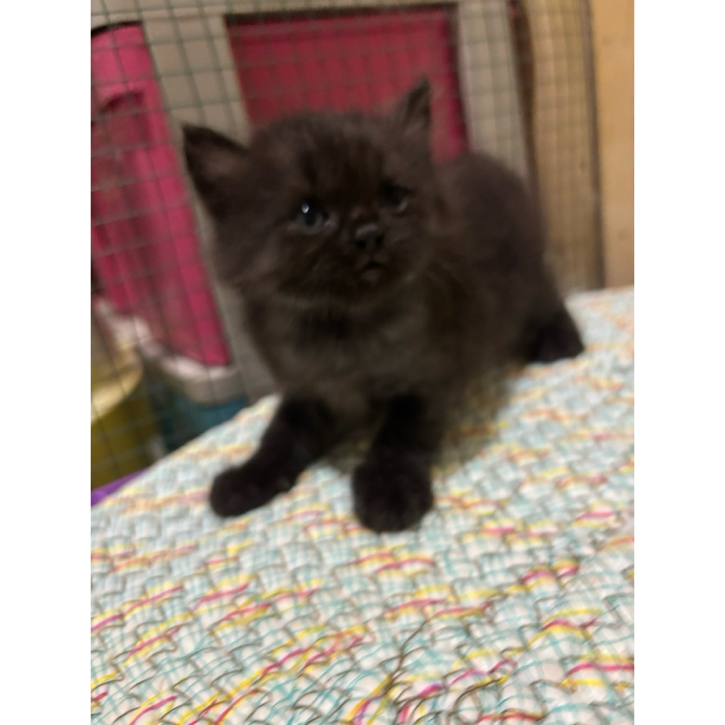 kitten persia flatnose mix maincone