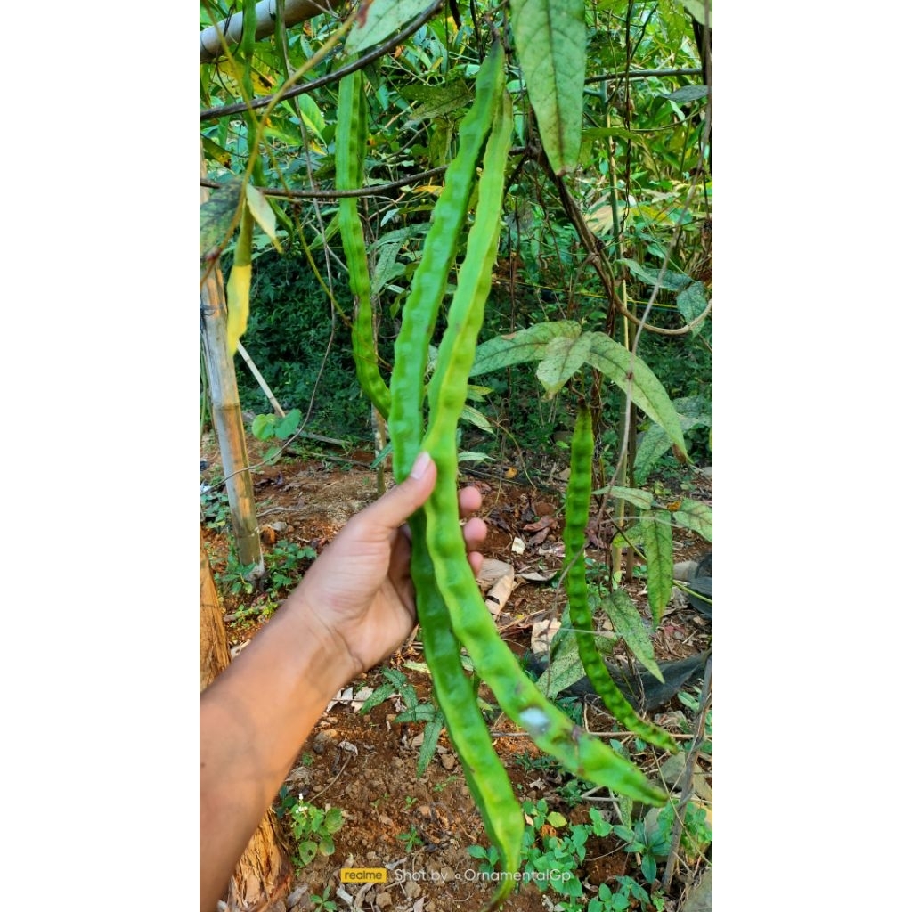 Buah Kecipir Panjang Kecipir Belut Buah Kering Tua