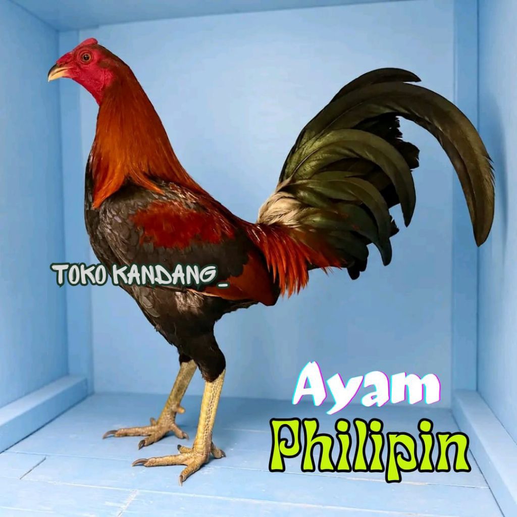 TELUR AYAM PHILIPIN ASLI  UNTUK DITETASKAN